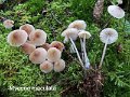 Mycena maculata-amf1342